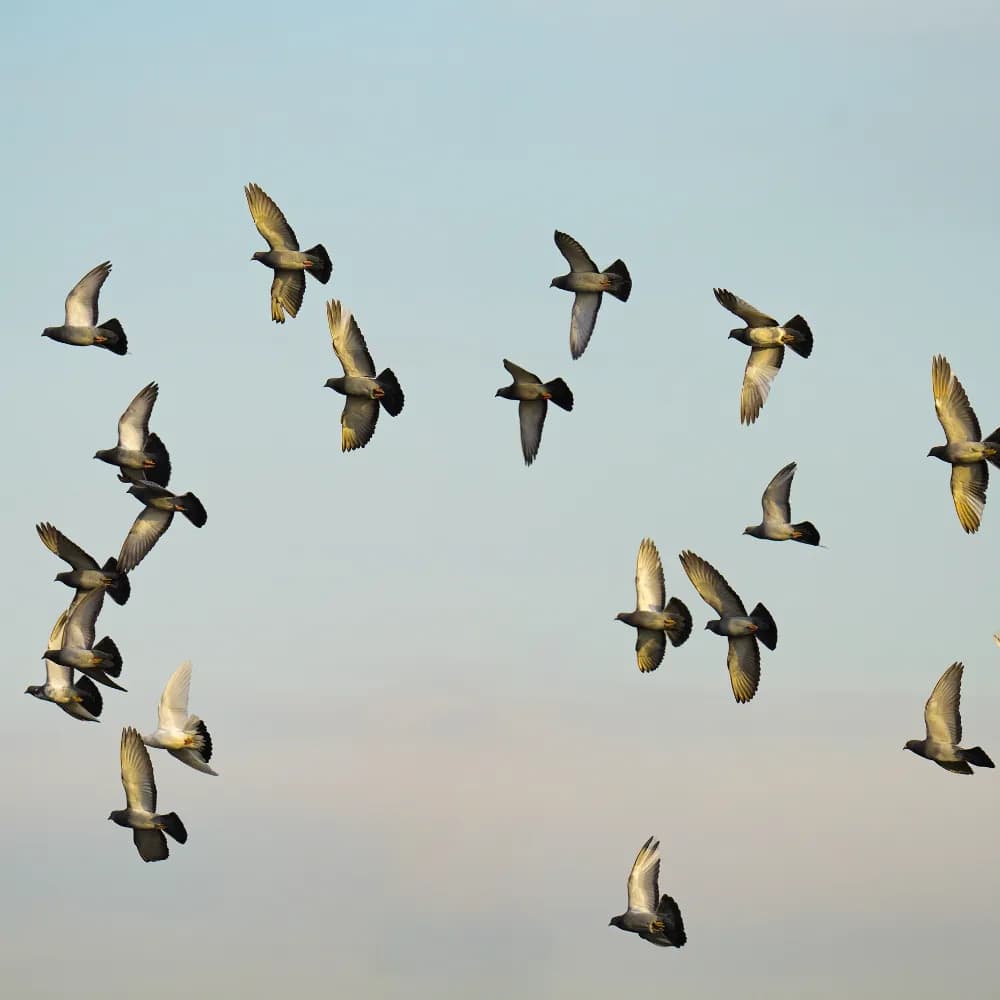 Nameri to Kaziranga - Day 4