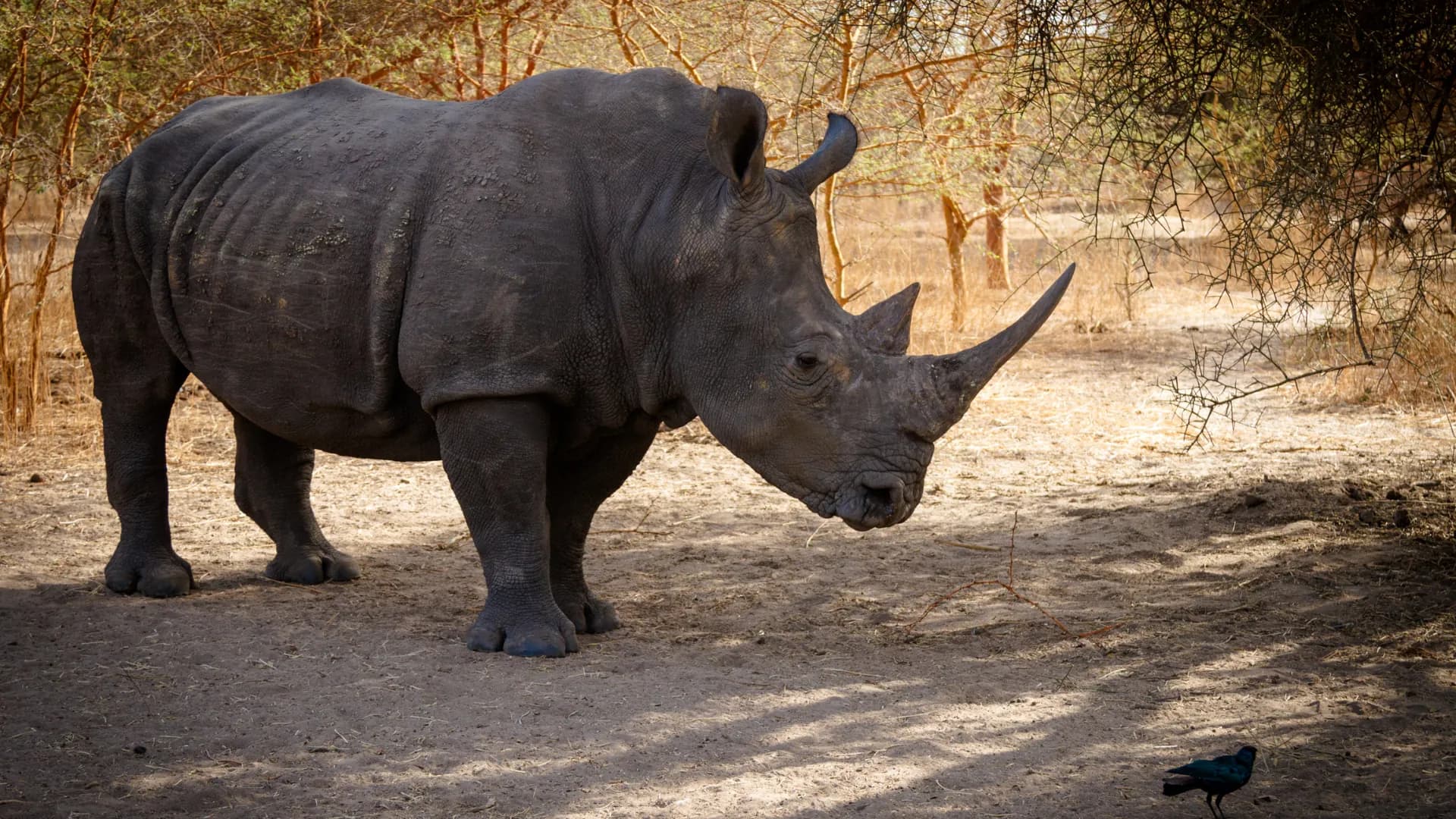 4 Nights 5 Days Guwahati-Shillong-Living Root Bridge-Mawlynnong-Dawki-Cherrapunji-Kaziranga Tour