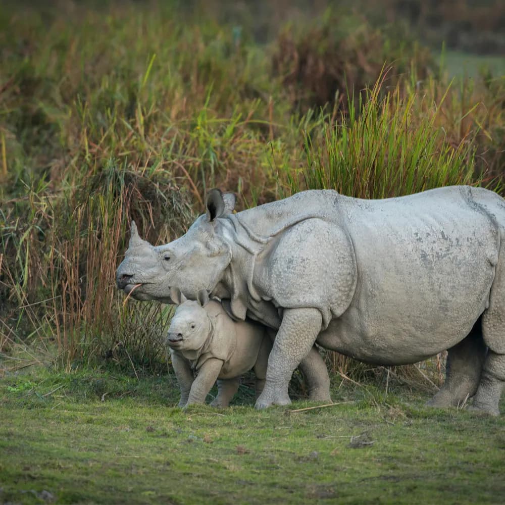 Pabitora Wildlife Safari - Gallery Image 1