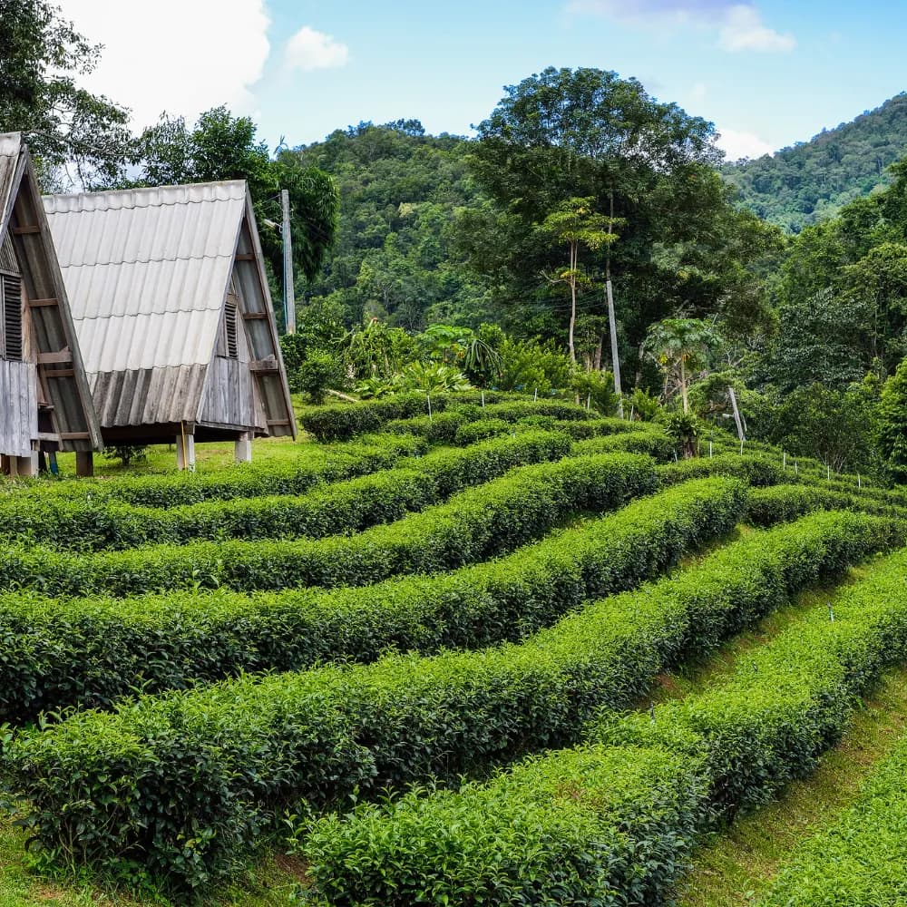 Sivasagar Heritage Tour - Day 7