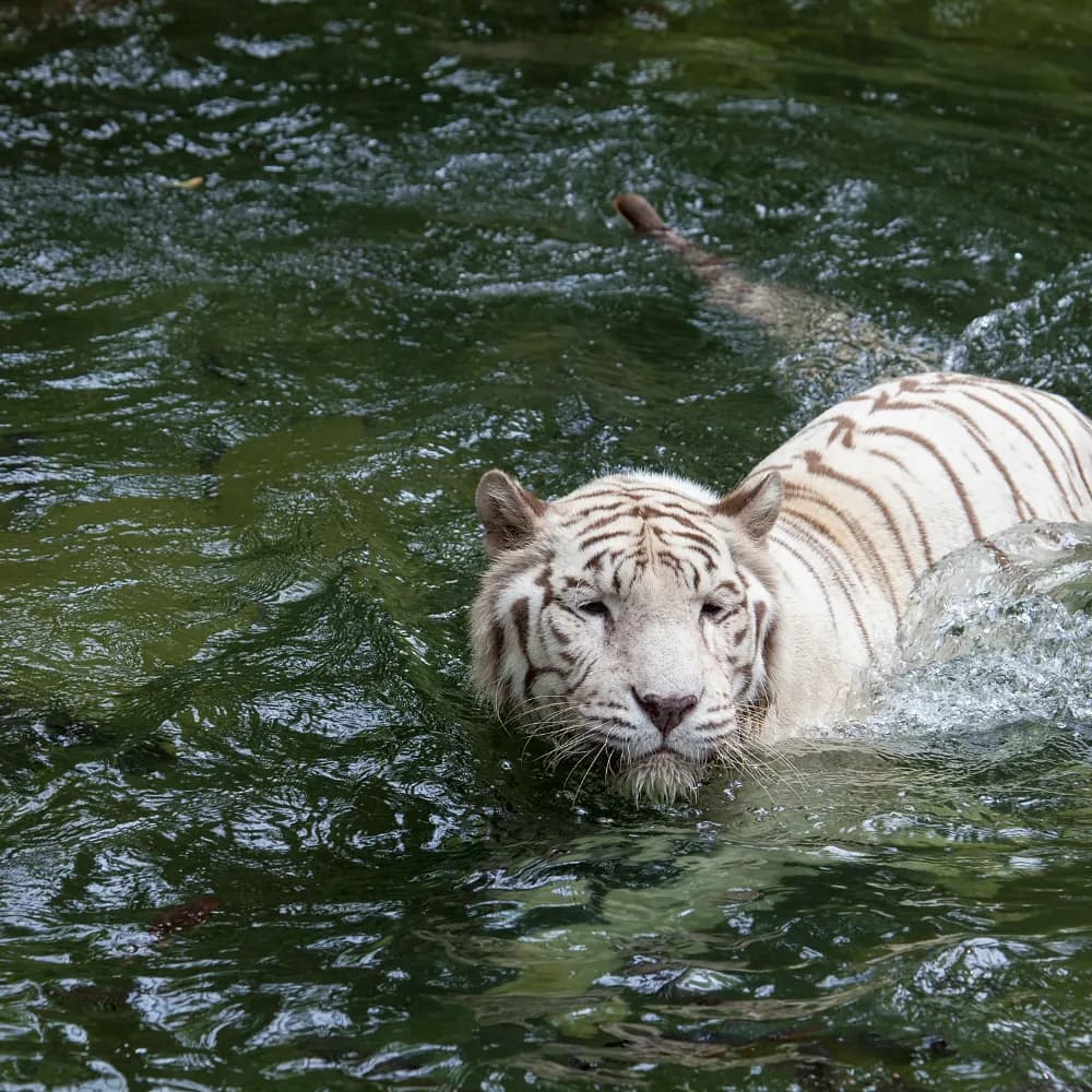 Guwahati City Heritage Tour - Gallery Image 5
